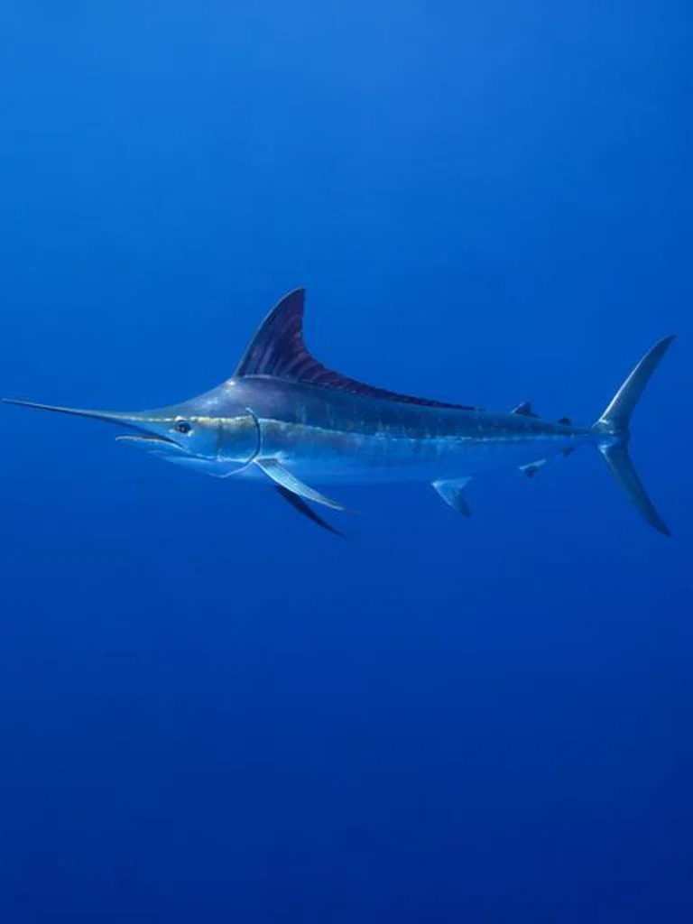 Atlantic Blue Marlin underwater identification photograph