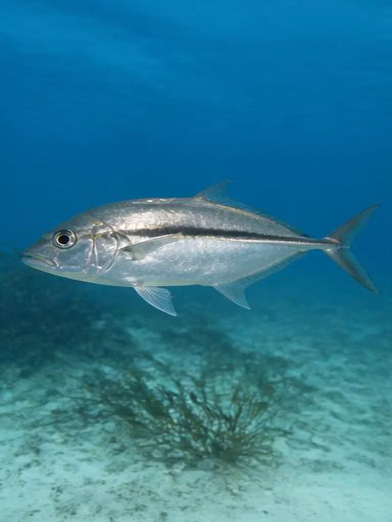 Bar Jack underwater identification photograph