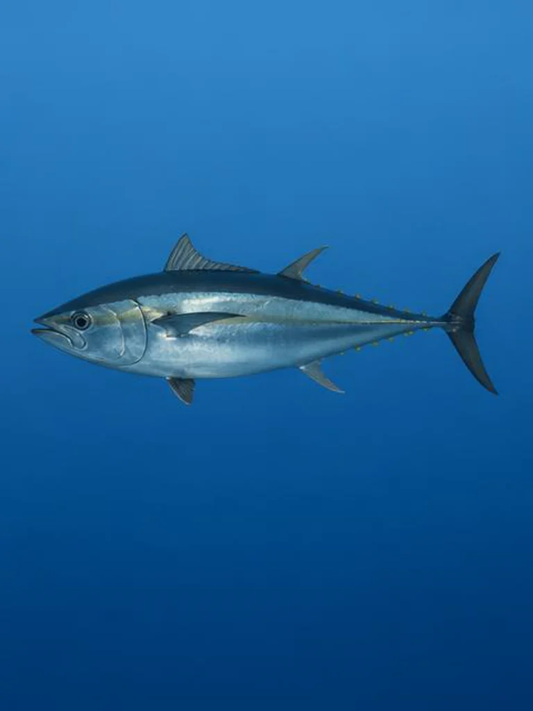 Blackfin Tuna underwater identification photograph