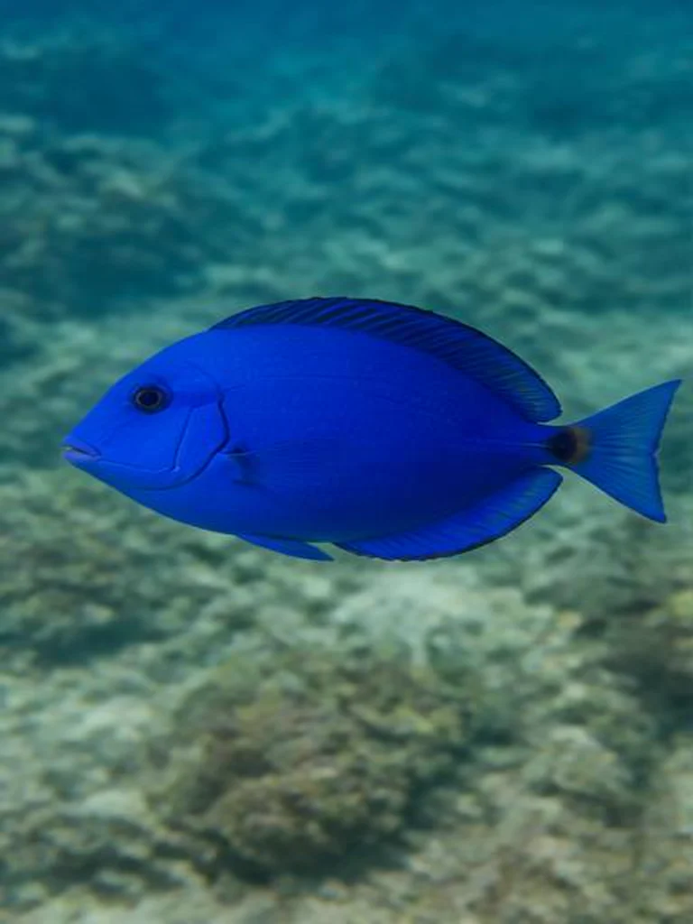 Blue Tang underwater identification photograph