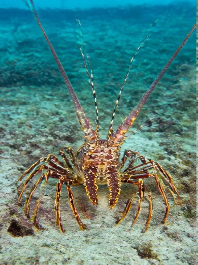 Caribbean Spiny Lobster underwater identification photograph