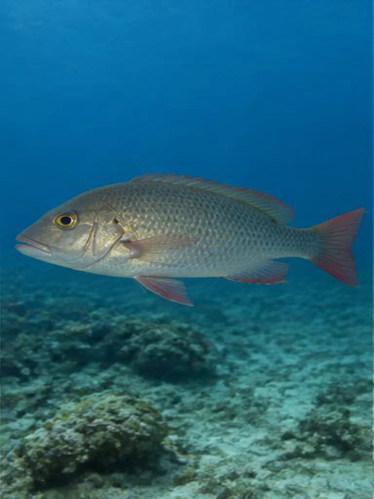 Gray Snapper underwater identification photograph