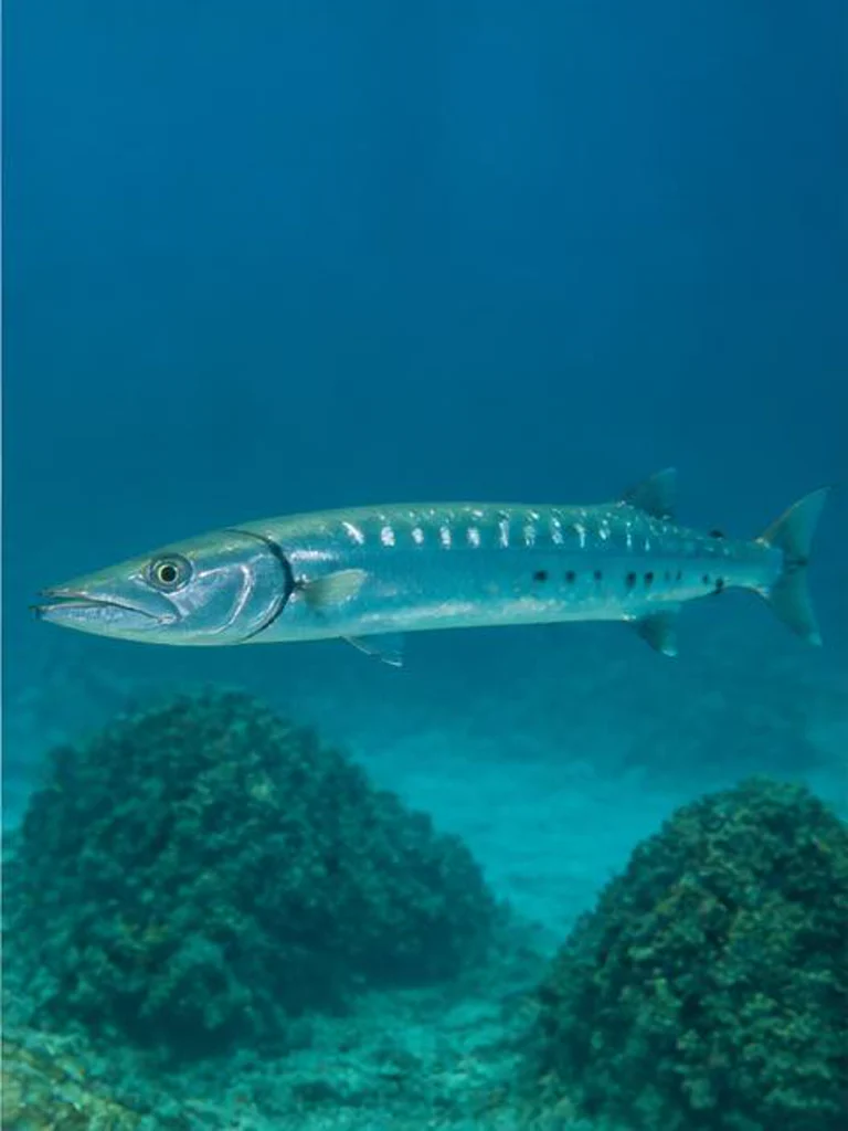 Great Barracuda underwater identification photograph