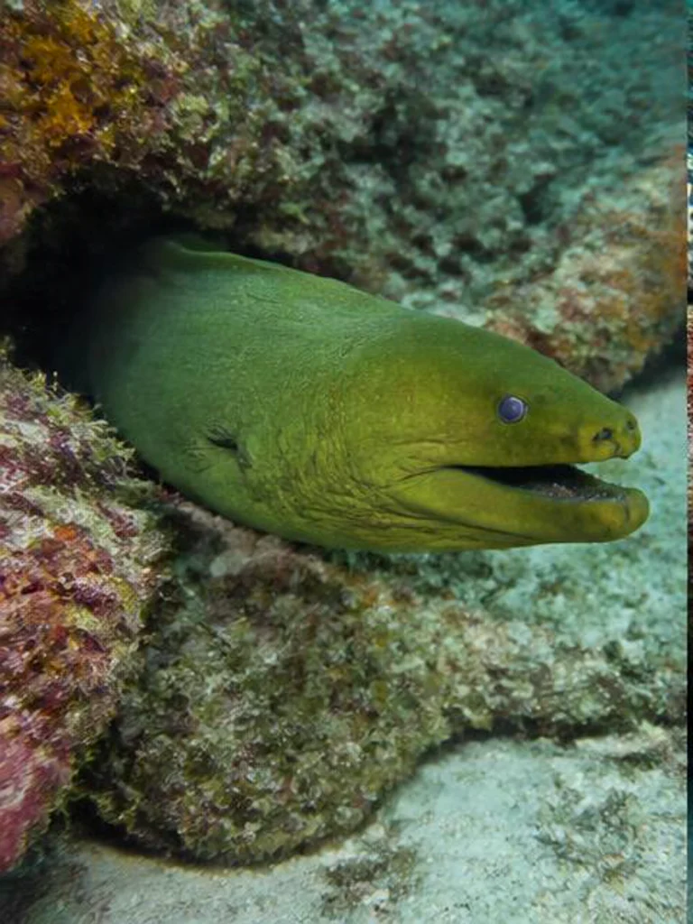 Green Moray Eel underwater identification photograph