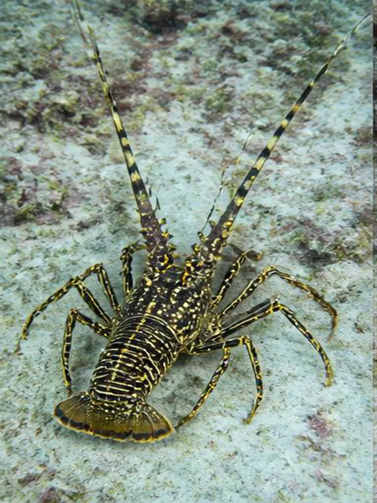 Guinea Chick Lobster underwater identification photograph