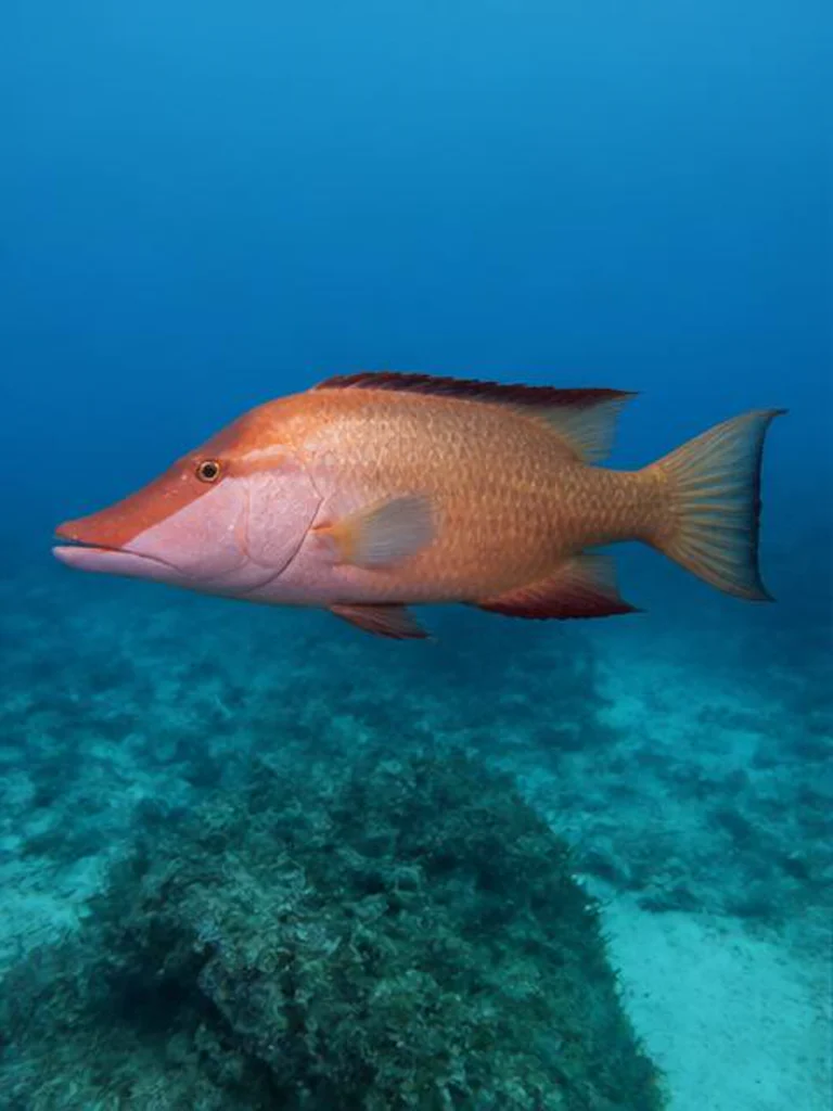 Hogfish underwater identification photograph