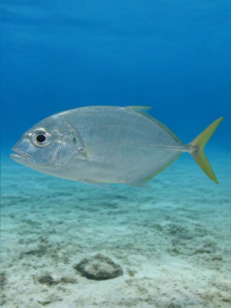 Horse-eye Jack underwater identification photograph