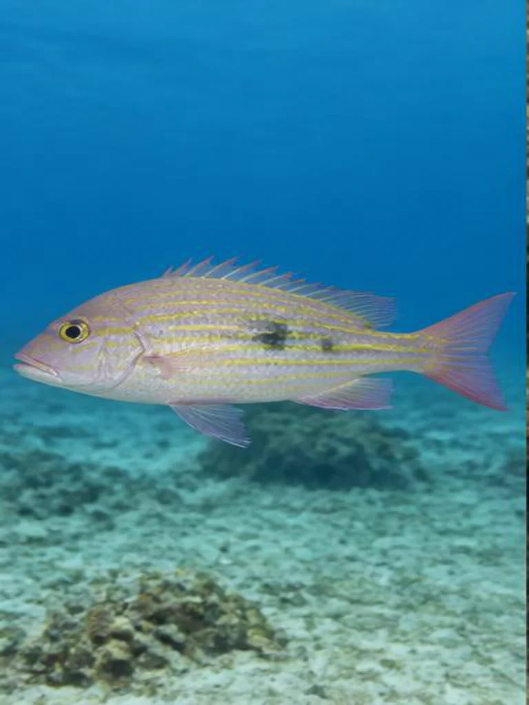 Lane Snapper underwater identification photograph