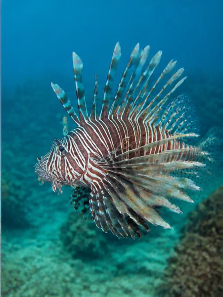 Lionfish underwater identification photograph