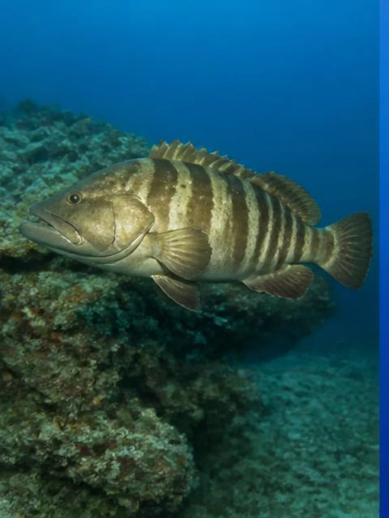 Nassau Grouper underwater identification photograph