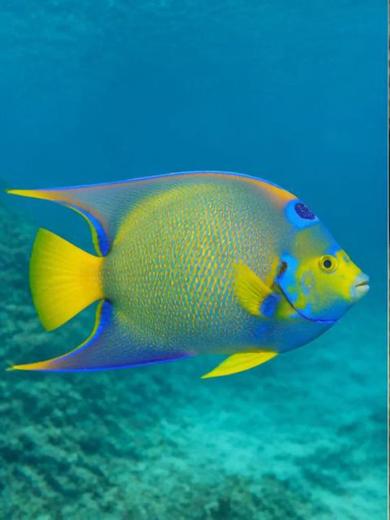 Queen Angelfish underwater identification photograph