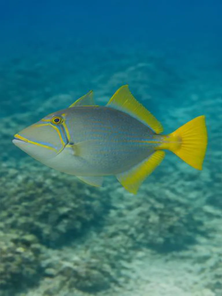 Queen Triggerfish underwater identification photograph