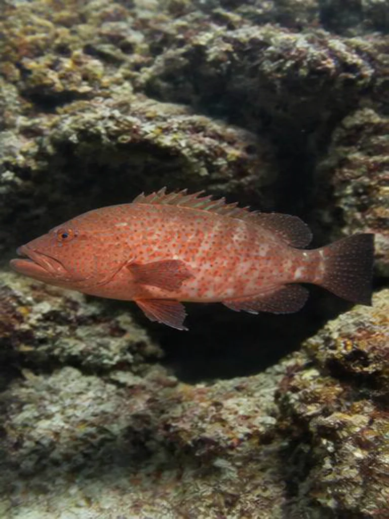 Red Hind underwater identification photograph