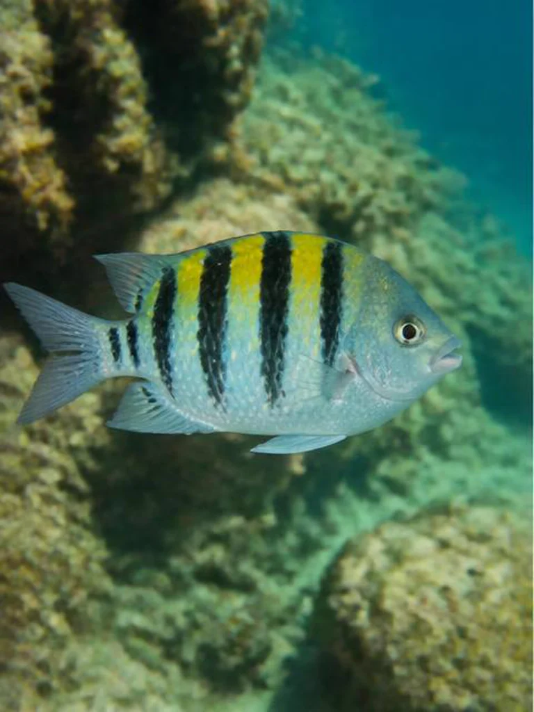 Sergeant Major underwater identification photograph