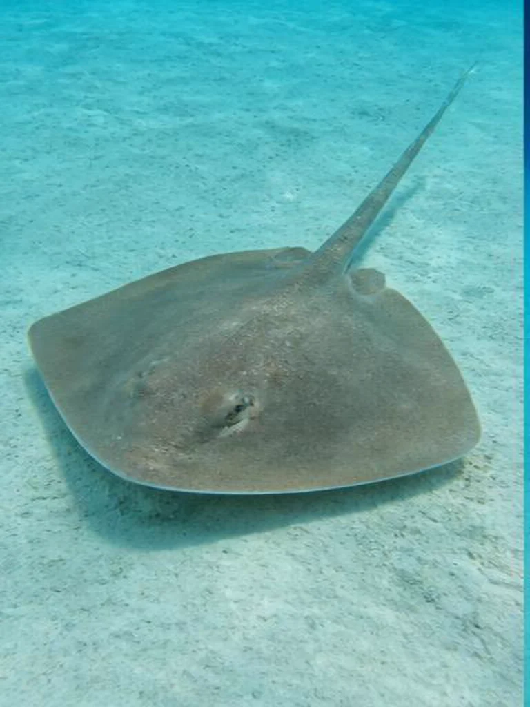 Southern Stingray underwater identification photograph
