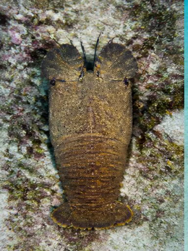 Spanish Slipper Lobster underwater identification photograph