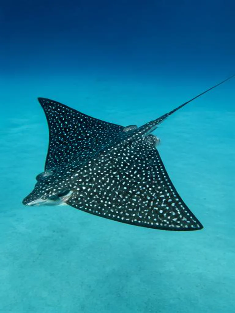 Spotted Eagle Ray underwater identification photograph