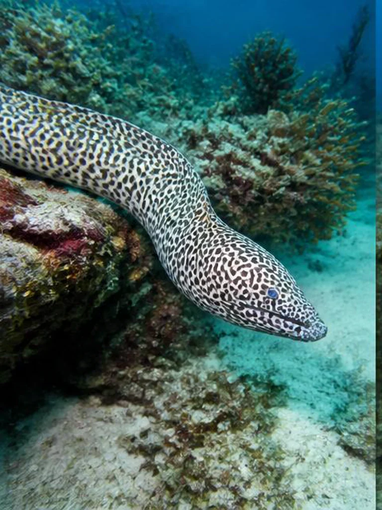 Spotted Moray Eel underwater identification photograph