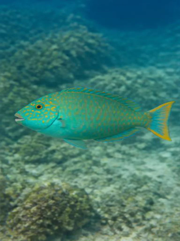 Stoplight Parrotfish underwater identification photograph