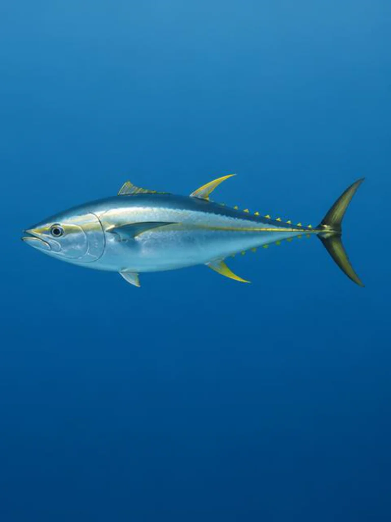 Yellowfin Tuna underwater identification photograph