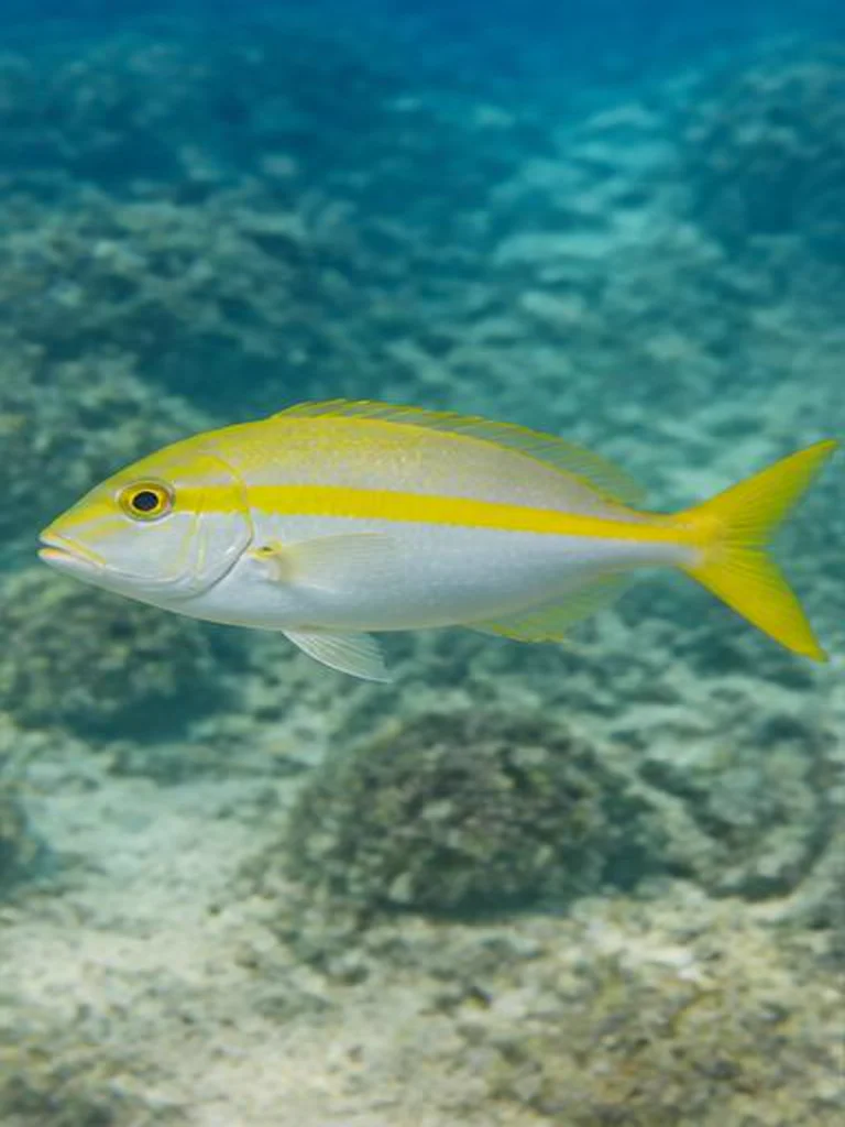 Yellowtail Snapper underwater identification photograph